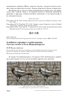 Научная статья на тему 'Альбинос-хромист серой вороны Corvus cornix в Усть-Каменогорске'