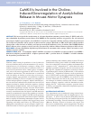 Научная статья на тему 'CaMKII is involved in the choline-induced downregulation of acetylcholine release in mouse motor synapses'