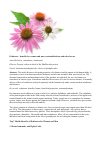 Научная статья на тему 'Echinacea benefits for women and men, contraindications and rules for use'