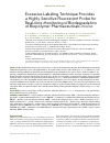 Научная статья на тему 'Excessive labeling technique provides a highly sensitive fluorescent probe for real-time monitoring of biodegradation of biopolymer pharmaceuticals in vivo'