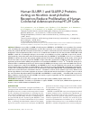 Научная статья на тему 'Human SLURP-1 and slurp-2 proteins acting on nicotinic acetylcholine receptors reduce proliferation of human colorectal adenocarcinoma HT-29 cells'