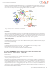 Научная статья на тему 'Linking AMPA receptor nanoscale organization and function at excitatory synapse'