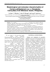 Научная статья на тему 'Morphological and molecular characterisation of Carnoya philippinensis sp. n. (Nematoda: Carnoyidae) from Mindanao Island, Philippines'