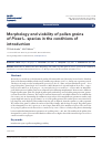 Научная статья на тему 'Morphology and viability of pollen grains of Picea L. species in the conditions of introduction'