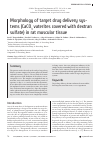 Научная статья на тему 'MORPHOLOGY OF TARGET DRUG DELIVERY SYSTEMS (CACO3 VATERITES COVERED WITH DEXTRAN SULFATE) IN RAT MUSCULAR TISSUE'