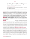 Научная статья на тему 'NeuN as a neuronal nuclear antigen and neuron differentiation marker'