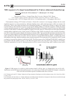 Научная статья на тему 'NIR responsive Fe doped nanodiamond for Fenton enhanced chemotherapy '