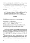 Научная статья на тему 'Очередной залёт фламинго Phoenicopterus roseus на озеро Алаколь'