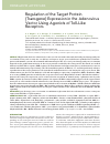 Научная статья на тему 'Regulation of the target protein (transgene) expression in the adenovirus vector using agonists of Toll-like receptors'