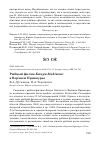 Научная статья на тему 'Рыбный филин Ketupa blakistoni в Верхнем Приамурье'