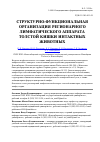 Научная статья на тему 'Структурно-функциональная организация регионарного лимфатического аппарата толстой кишки интактных животных'