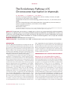 Научная статья на тему 'The evolutionary pathway of x chromosome inactivation in mammals'