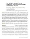 Научная статья на тему 'The spatial organization of the intranuclear structures of human brain dopaminergic neurons'