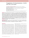 Научная статья на тему 'VISUALIZATION OF G-QUADRUPLEXES, I-MOTIFS AND THEIR ASSOCIATES'