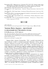 Научная статья на тему 'Зимняк Buteo lagopus - пролётный и зимующий вид Западного Алтая'